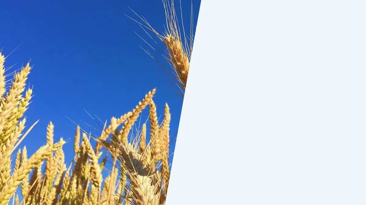 עולם הנגזרים: סוגים, שימושים ומושגי יסוד