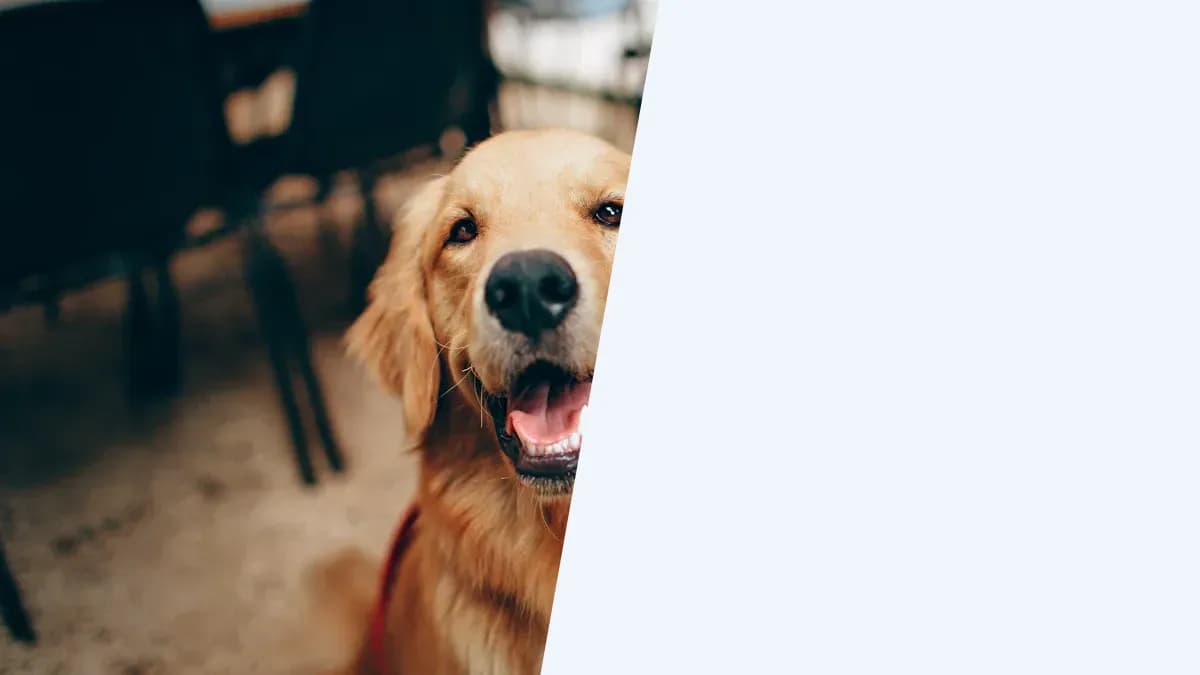 Pet Insurance in Israel: What Olim Should Know Before They Insure a Dog or Cat