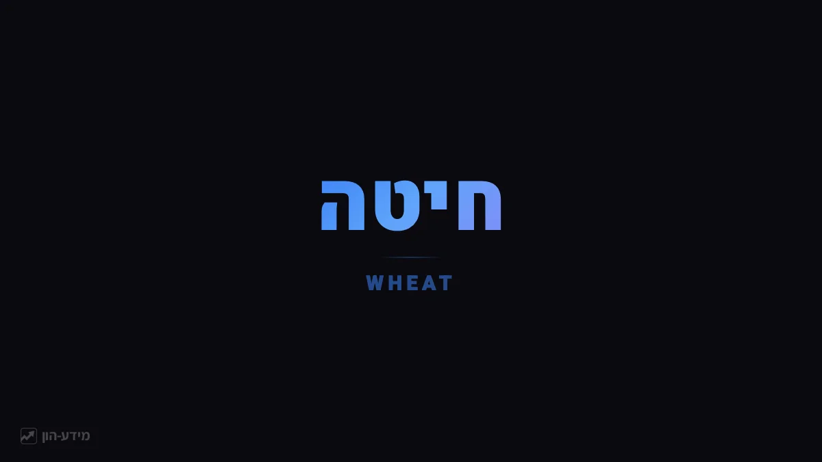 חיטה